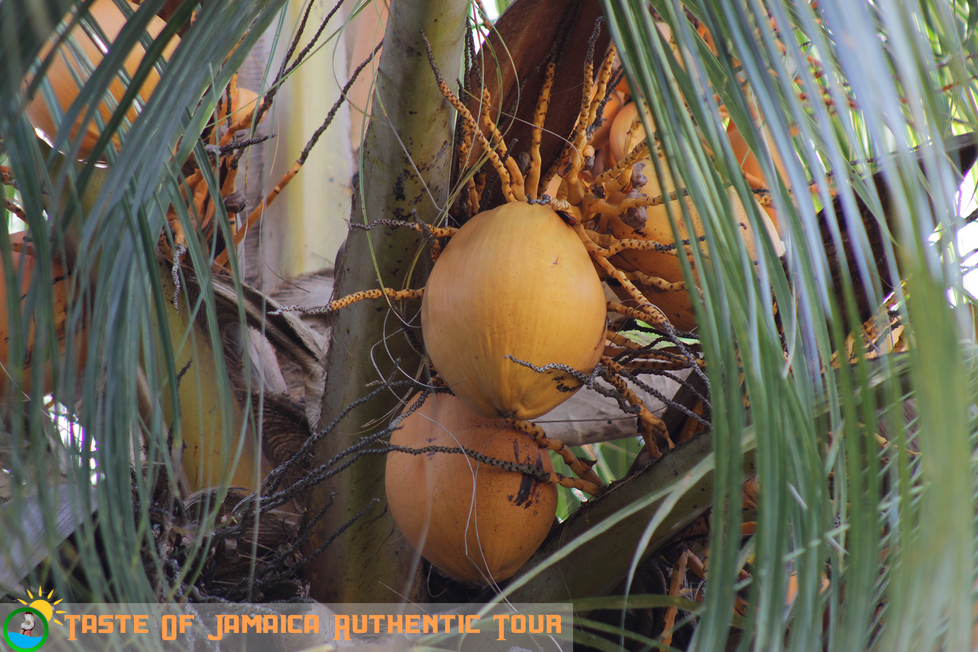 jamaican-coconut-tree – Taste of Jamaica Tours